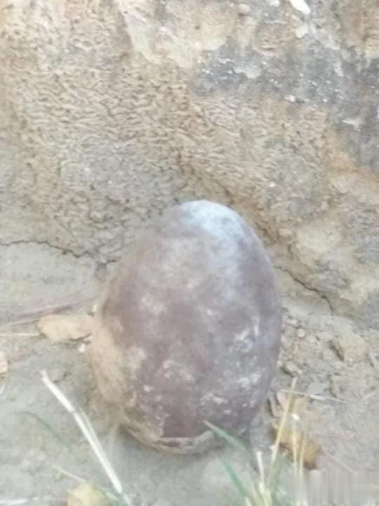 缅甸有人挖出巨型生物化石,人在它面前都显得渺小