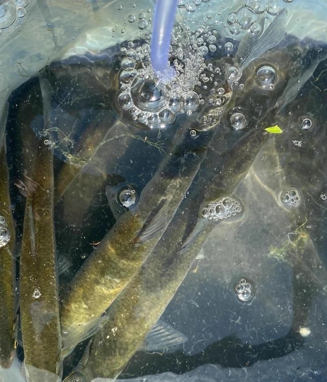 |筷子长的餐条？广东钓友，钓起许多大型餐条鱼，看起来像小草鱼