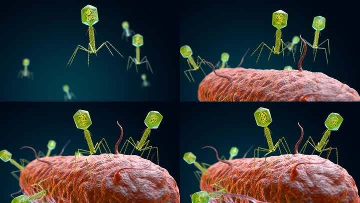 ?关于噬菌体的7个有趣的介绍
