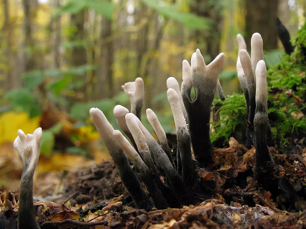 白蚁 长在白蚁窝里的菌类，价格超过黄金，为什么挖到的人就是不肯卖？