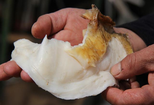 科学家|什么是太岁？不是植物不是动物的一坨“怪肉”，为何能价值百万？