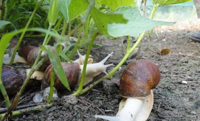  蜗牛被一把盐“溶解”，究竟是什么原理？为何造成一位博士被捕？