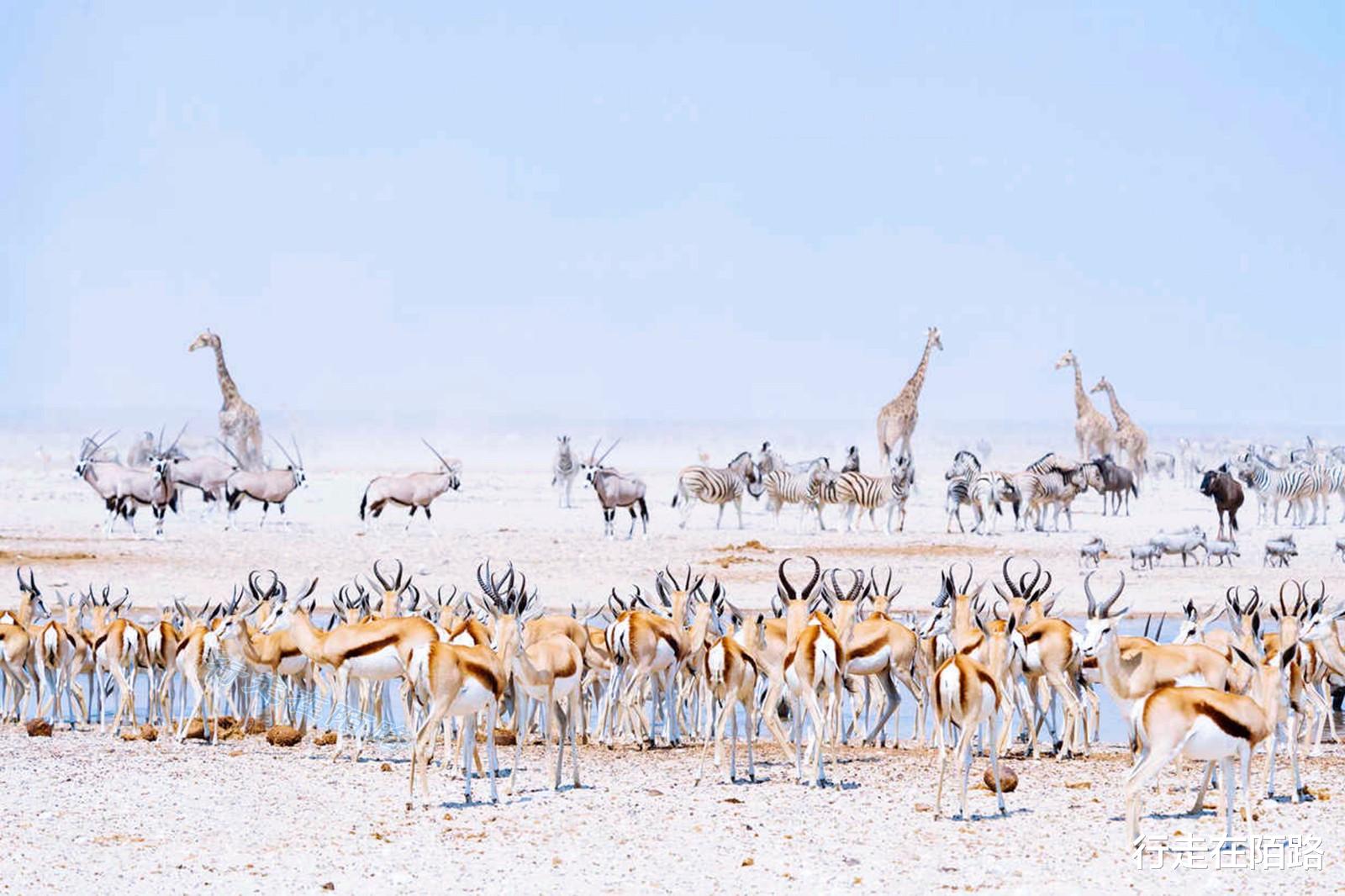 火箭队 “平底锅计划”：中国人远赴非洲治沙，中国游客被特殊照顾