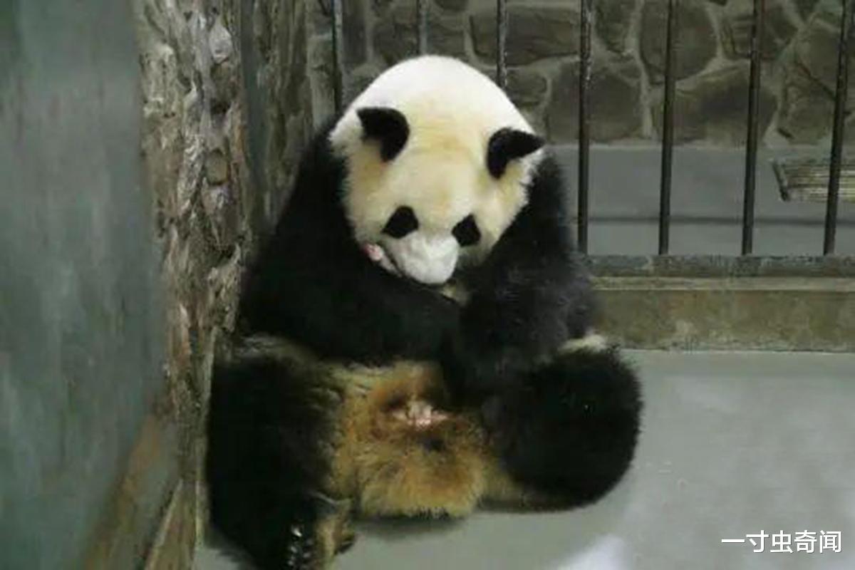 大熊猫 全球每小时300人死于癌症，为何没听说动物患癌？动物对癌免疫吗