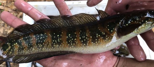 小辣椒体汇 死水沟里也有大鱼？广西老乡在水沟里捉泥鳅，意外捕获许多七星鱼