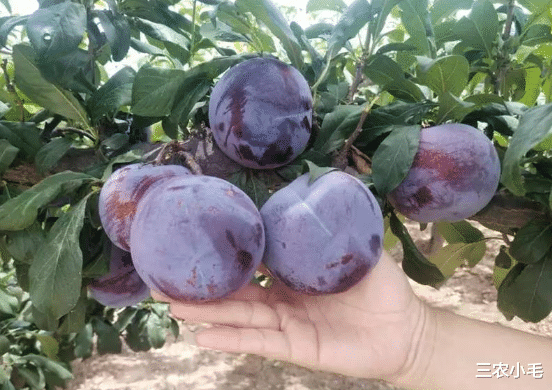 三农小毛 美国李成“没人理”，不到10年从高端水果跌成地摊货，谁来买单？