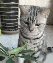 咸蛋的小姐 医生问我看到了什么？我说有一群人在游泳，网友：放大再看看