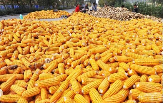 育妈计|粮食补贴落地,今年每亩地补贴将调成这个数,涉及家家户户