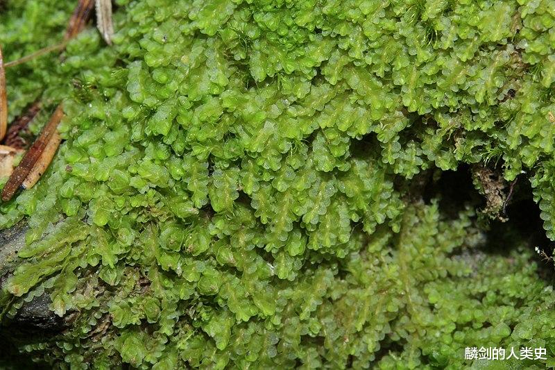 【地球生物全系列——植物篇】地钱门—叶苔纲