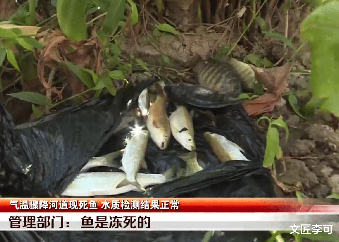 安阳|深圳一河道上突然出现很多死鱼，在岸边堆了一大堆，管理中心回应