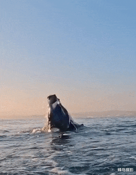 海豹 44张活久未见的照片，驴居然叼着一只狼，大白鲨撞飞海豹跃出水面捕食