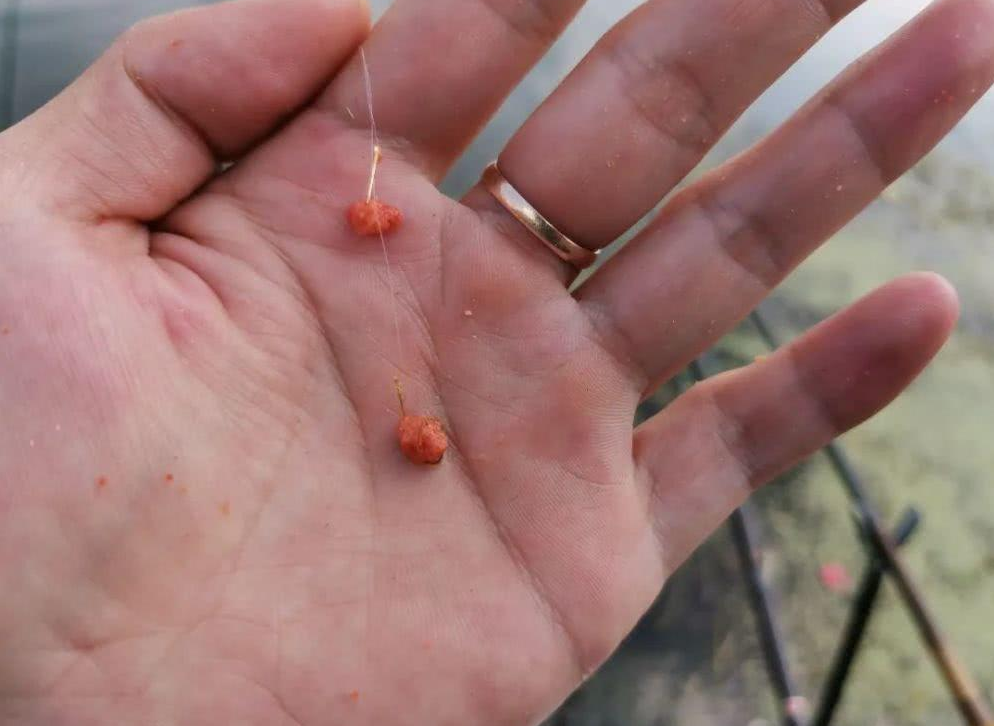 饵料|钓鱼人的痛楚：白条太嚣张；坦然面对，用好这几招，钓白条也快乐