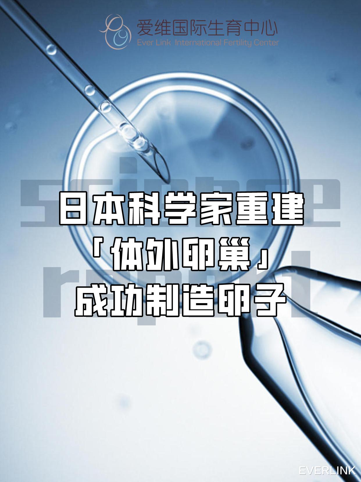 EVERLINK|科学家利用干细胞重建“卵巢”,成功体外培育出卵子!