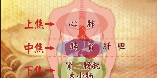 医生|畅通三焦,神清气爽!