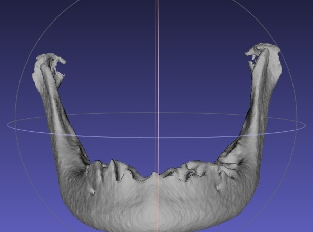 天下秀|八个主要的哺乳动物特征