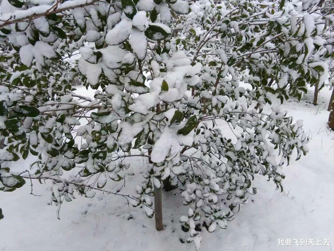 自助游 大雪纷飞，我看见村庄外面的雪地里有帐篷，里面有一对男女