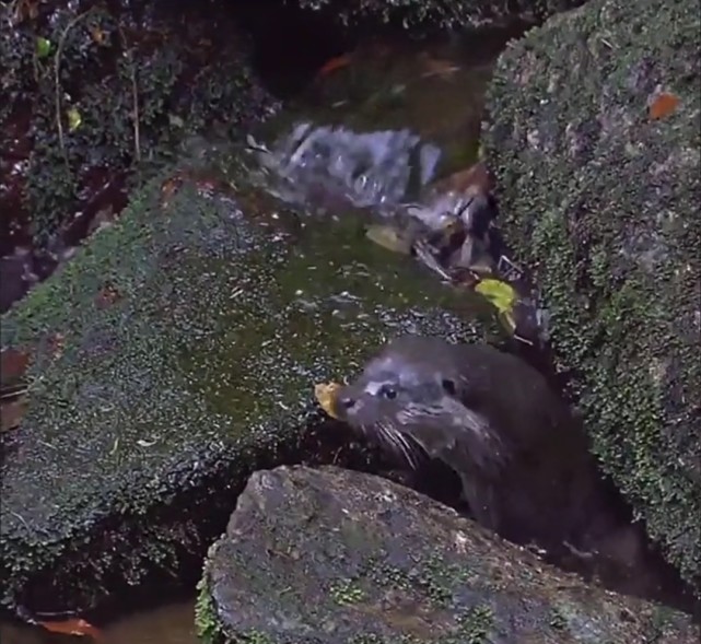 蟾蜍 蟾蜍，蛇，水獭，猎手到猎物的瞬间转变！