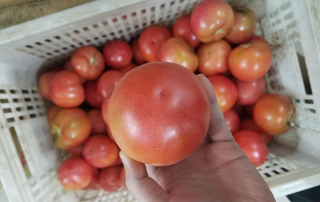 西红柿还分“公母”？老菜农：牢记这4点，沙甜多汁，一挑一个准