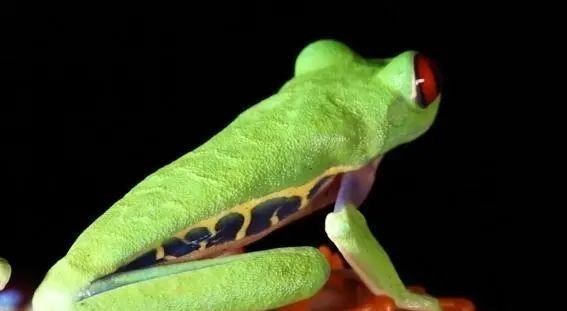 蜈蚣 亚马逊雨林中八种你不知道的神秘动物，本文挨个给你详细揭秘