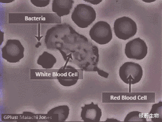 免疫细胞|为什么免疫细胞被称为是人体“最好的医生”？它强你就强!