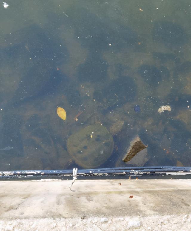 |福建一河道里出现“轮胎大的乌龟”，附近钓鱼人发现后捉起