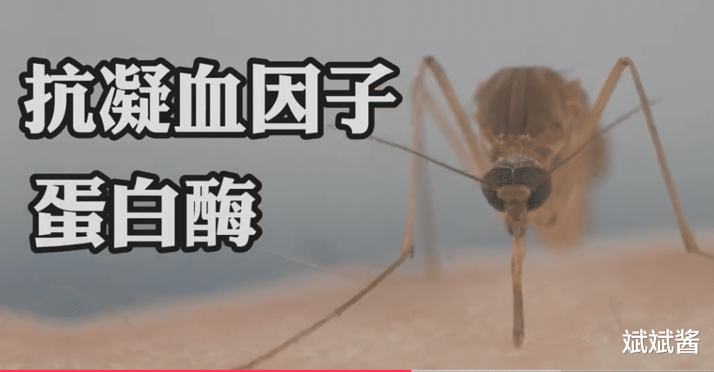 蚊子究竟有多可怕?如果把蚊子全部消灭,世界将会变成什么样?