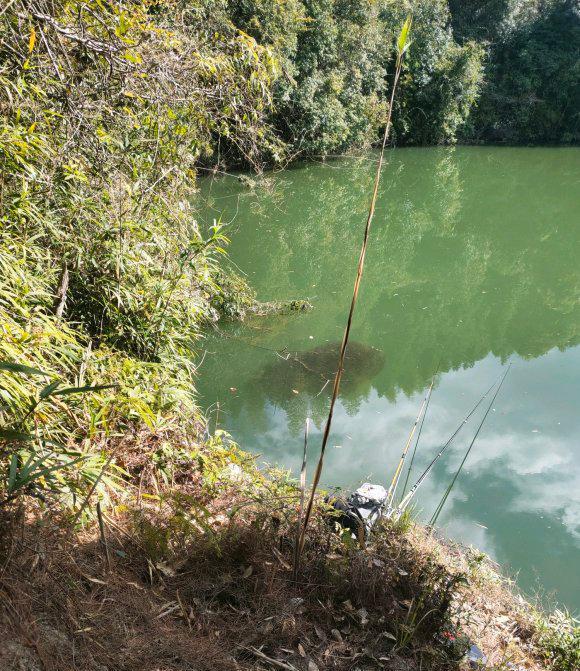 大寒|南京钓鱼人，山塘水面下发现“乌黑阴影”，黑鱼还是餐条鱼？