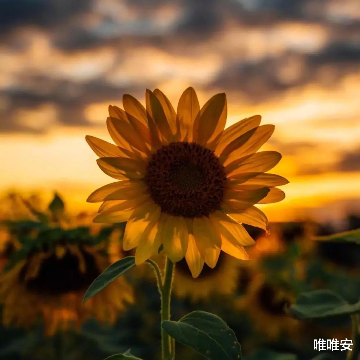 唯唯安|人活在这个世界上，只有三样东西是真正属于自己的，要看清