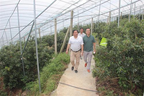 吉山花瑶三农 浙江省兰溪连栋大棚杨梅标准化促早栽培技术