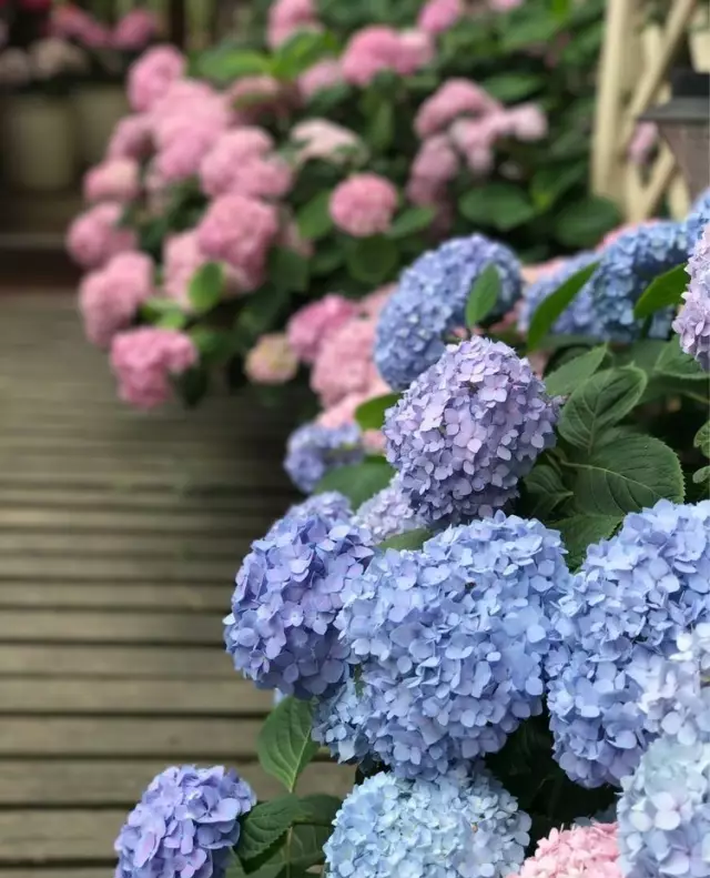 宁波|150㎡私家别墅庭院，打造花开满园的自然舒适小花园，太美了