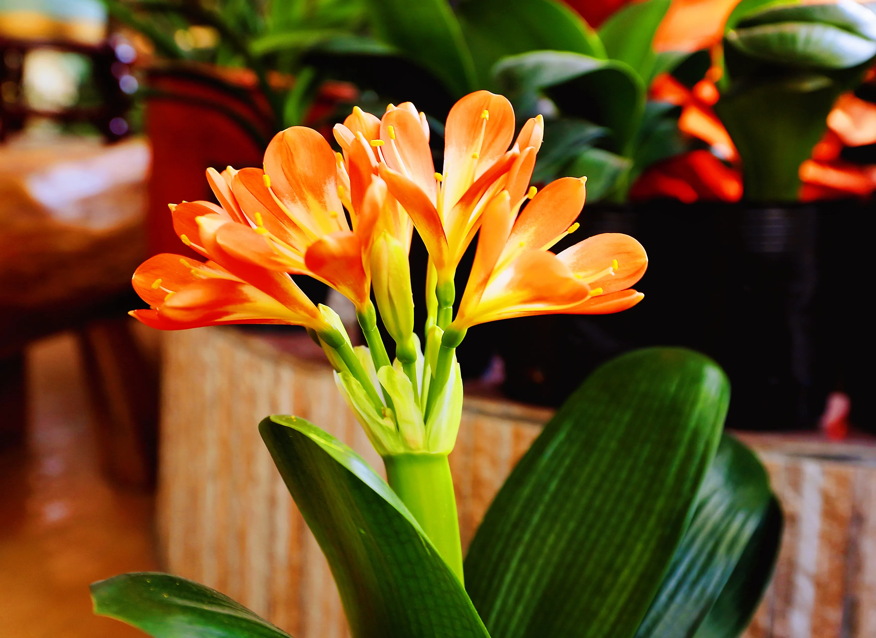 邻居占用走廊养花,影响到出行还有安全隐患,该怎么办?