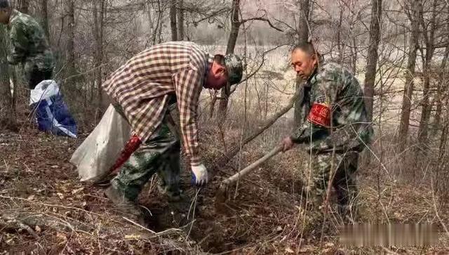 哈尔滨新闻网 “龙江森工”今年为绿水青山添32.56万亩人造林