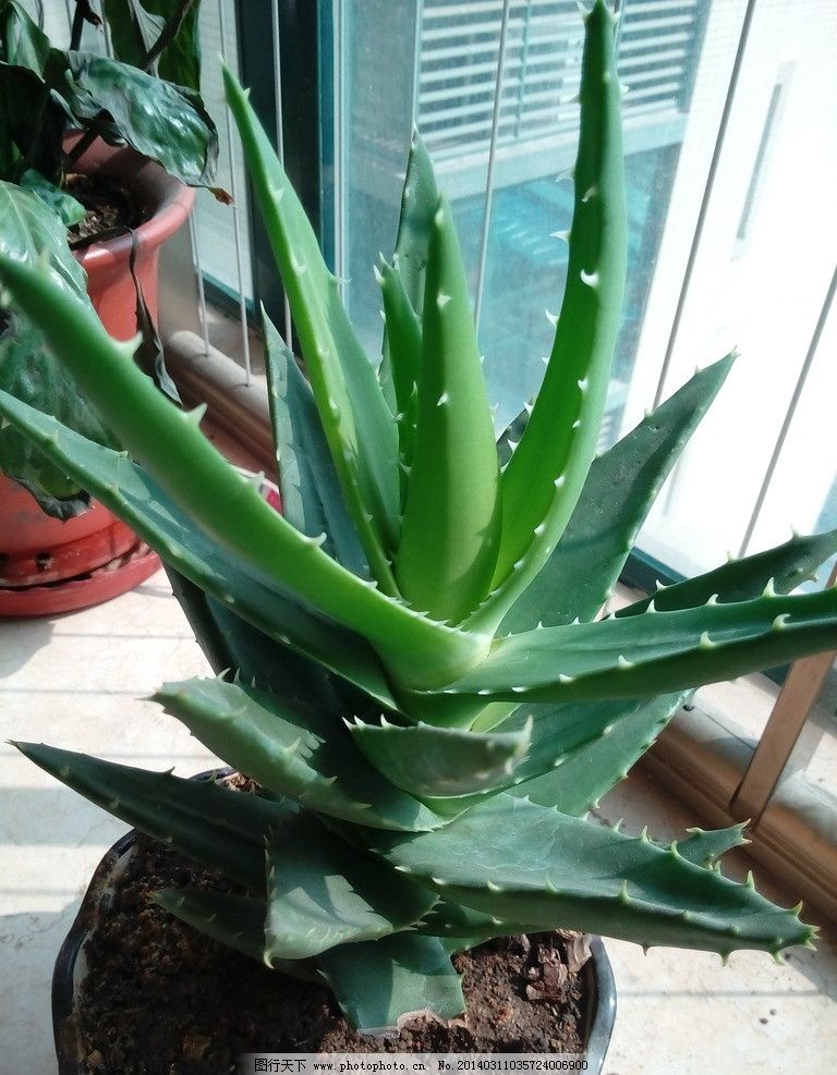 卧室不要乱养花,4种“催眠花”,净化夜间空气,一觉睡到大天亮