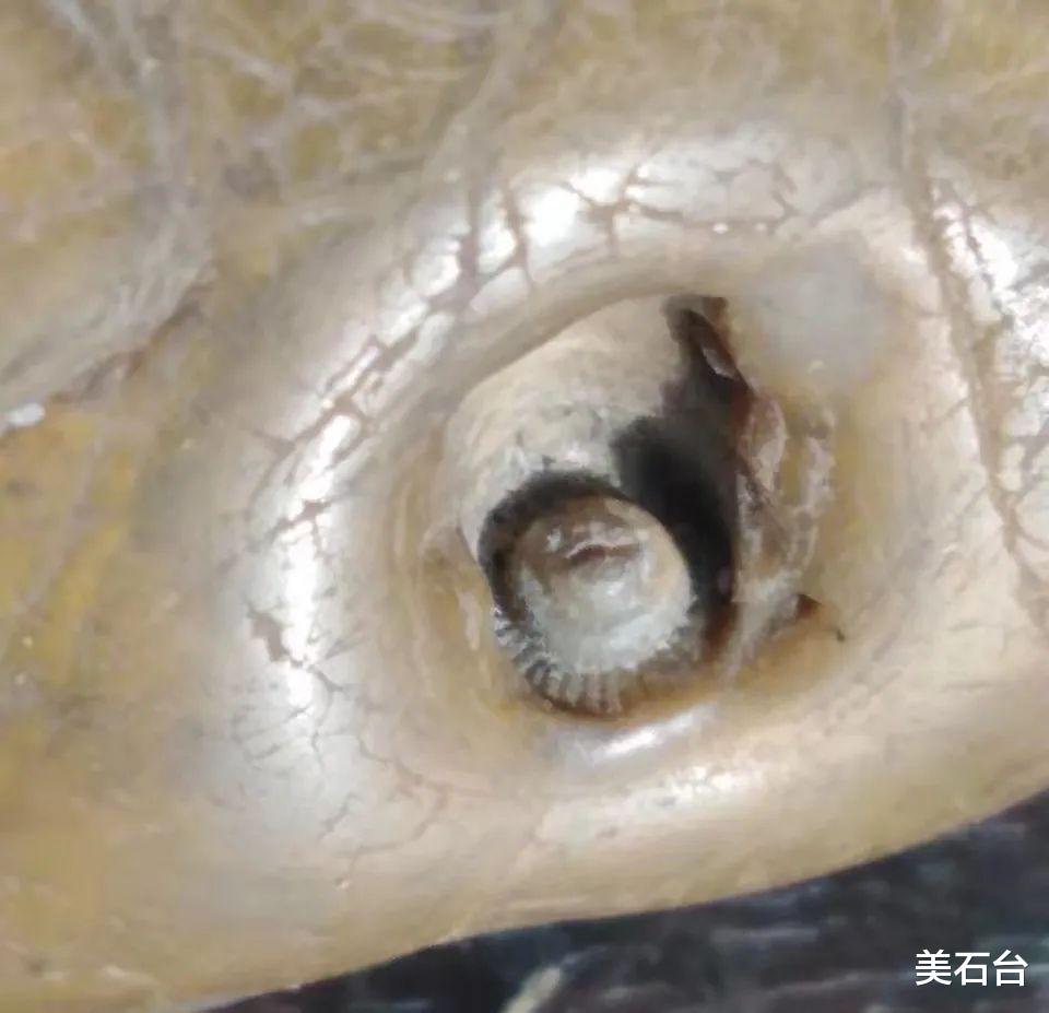 |2009年，他在河边捡到一块带螺丝钉的黄蜡石，38万不敢卖