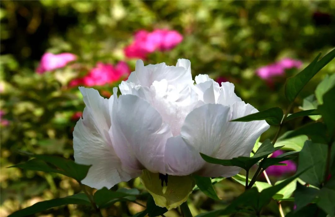 巴彦淖尔直通车 打卡！临河这里将新添一处百合花海