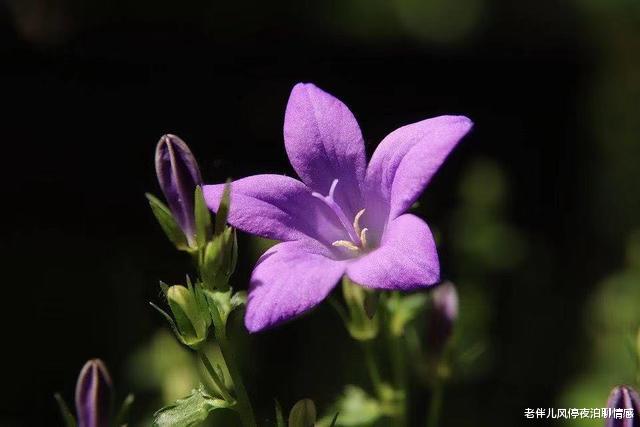 老伴儿风停夜泊聊情感|抓住男人心,谨记一个字:变