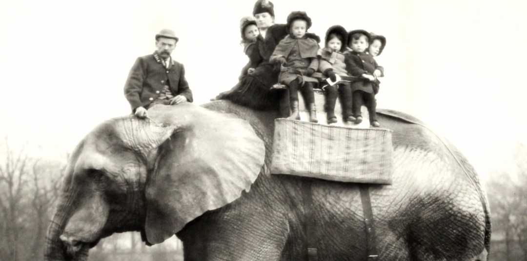 大象 触目惊心，不忍直视！9.3分顶流刷屏，对不起我夸不下嘴…