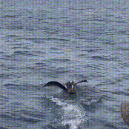 大白鲨 一物降一物，海洋生物之间的天敌相克有多不讲道理？