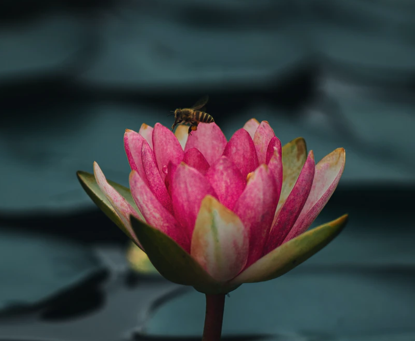 本人讲星座|7月底，深情追求，勇敢去爱，前缘未了，3星座幸福重归，良人回头