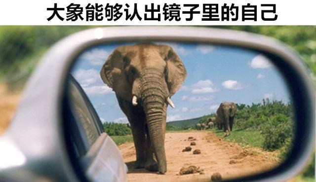 鸽子 熊比马跑得快?细数:可能会超乎许多人想象的8个动物冷知识