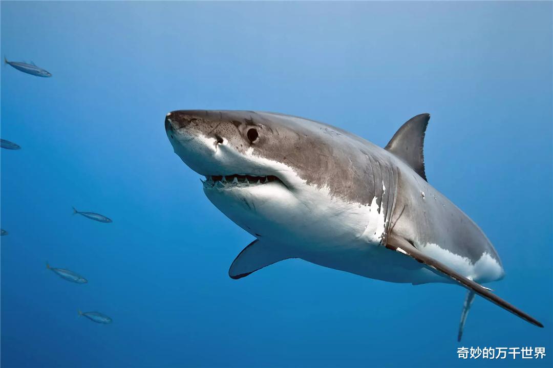 大白鲨 水族馆为啥没有大白鲨?最长圈养记录198天,咬死俩鲨鱼后被释放