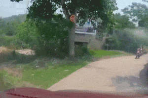 动物庄园|“漫展看到一位乌漆嘛黑妹子，请问她扮演的角色是谁？”