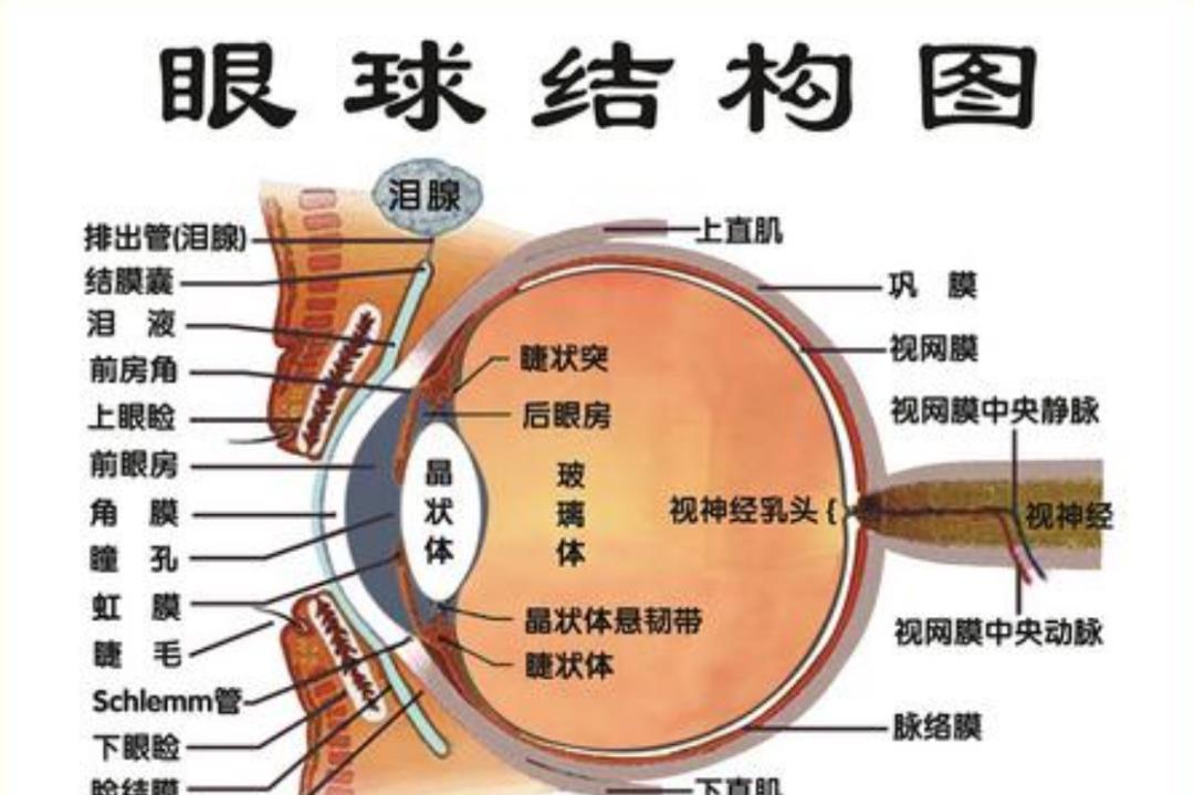 相机|了解眼睛有多神奇：人眼像素高达5.76亿，意味着什么？