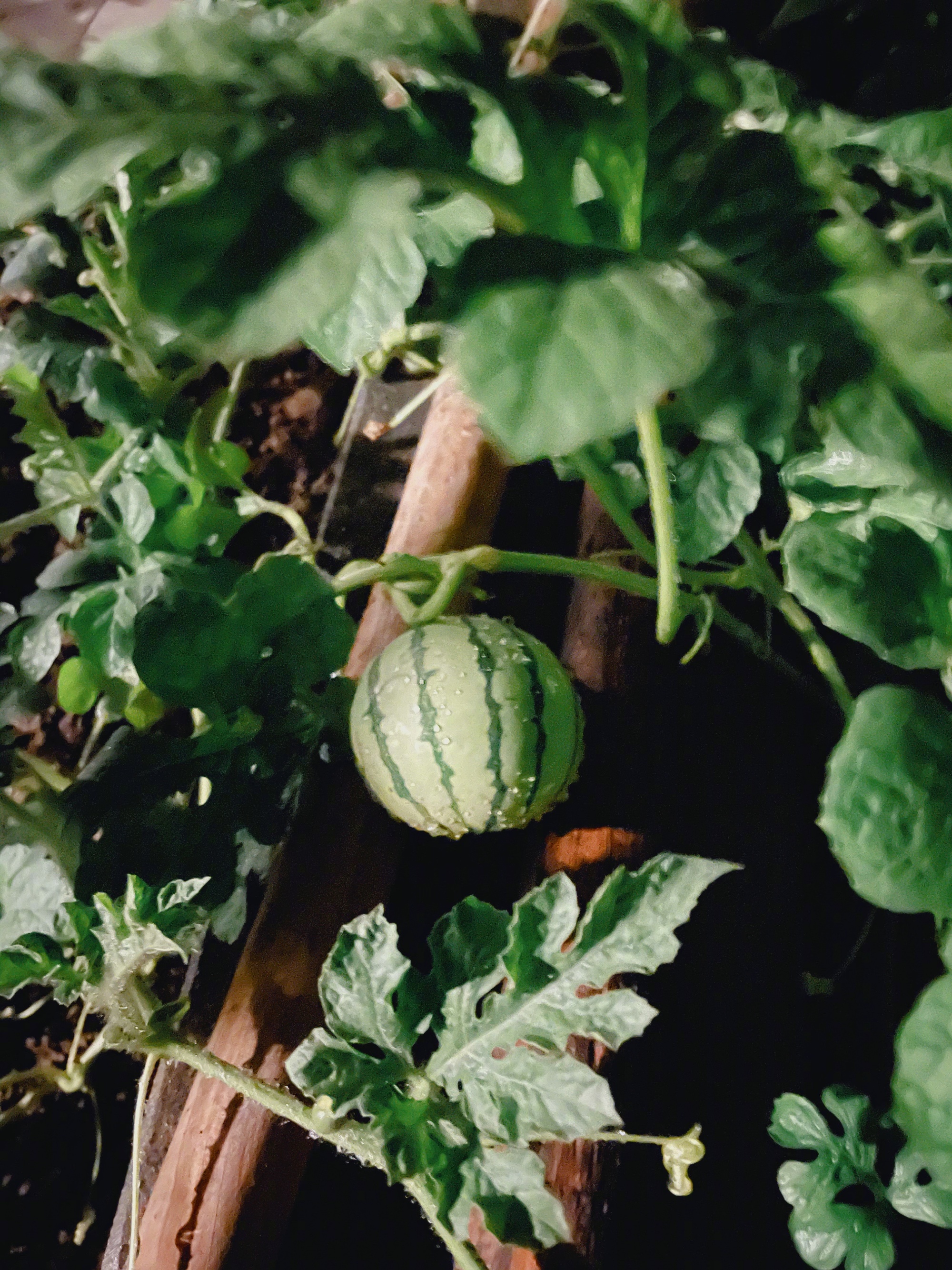 张馨予|张馨予后院长出18个西瓜,网友教她养瓜秘诀,本人听后一脸问号