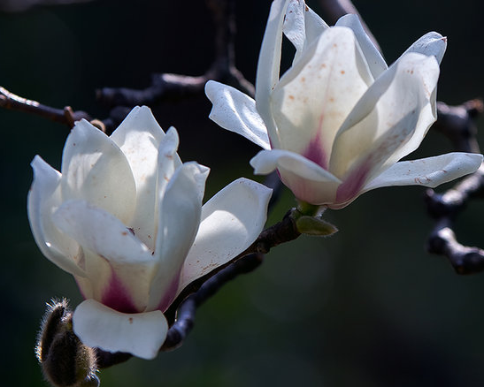 生肖|6月初开始，六六大顺，4属相桃花开、事业顺，生活更精彩