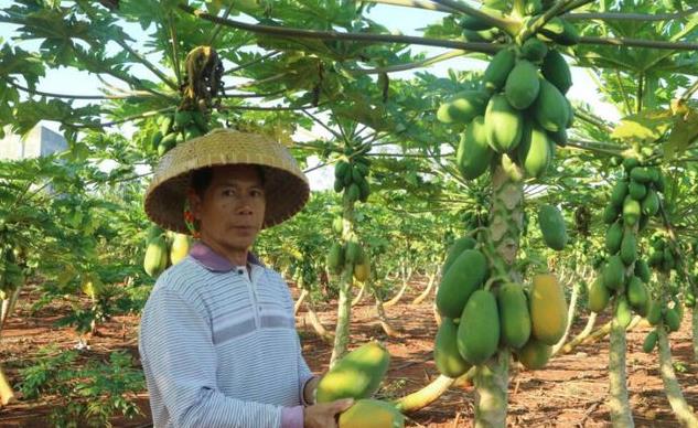 木瓜|唯一批准上市的转基因水果,已售卖多年,大多数人都吃过