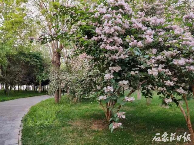 石家庄日报客户端 石津灌渠文化公园：猬实花傲然绽放 清新雅致招人爱