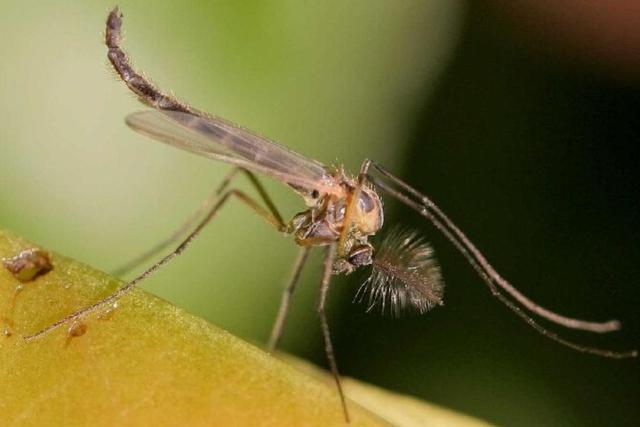 蚊子 交配后才吸血？蚊子如何在短暂的一生中，让我们对其深恶痛绝？