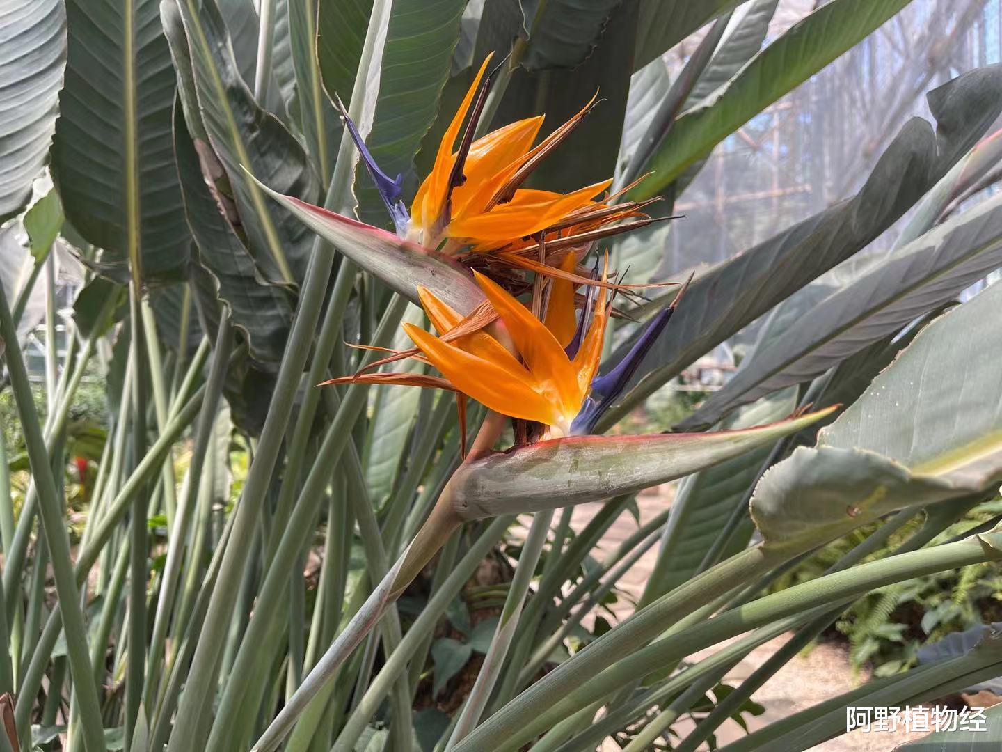 |家居养鹤望兰，除了要有大空间，种植还得注意“5大事项”才开花