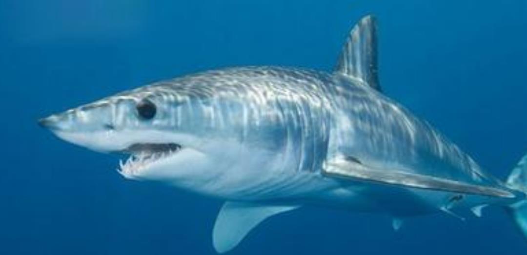 情微说|同类残食，这种鱼出生时还没虾米大，胜利者即为“海洋霸主”